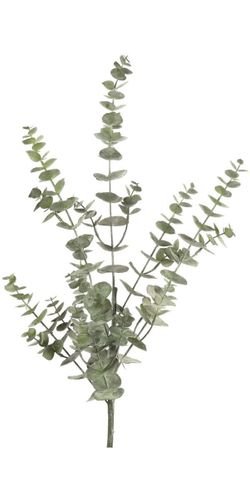 Barbara, Eucalypthus Gren