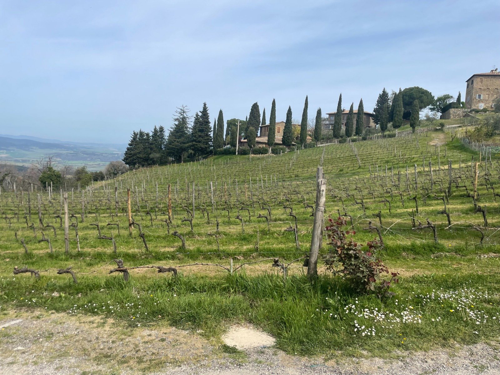 Hand-harvesting wine grapes